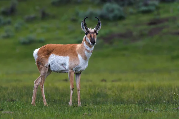 Foco Raso Pronghorn Masculino Antilocapra Americana Fundo Grama Turva — Fotografia de Stock