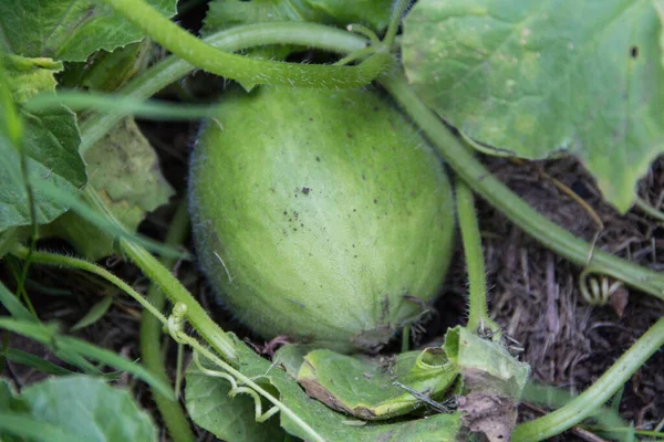 Plantering Gröna Meloner Den Ekologiska Trädgården — Stockfoto