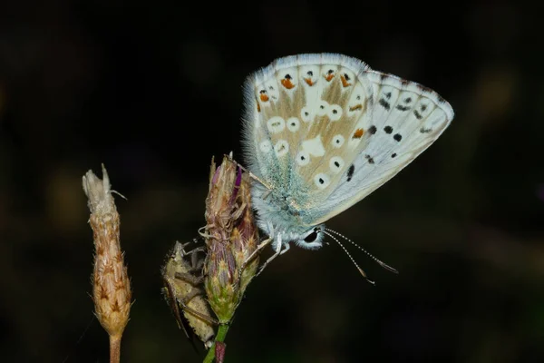 大きな翼を持つ美しい蝶のクローズアップショット — ストック写真