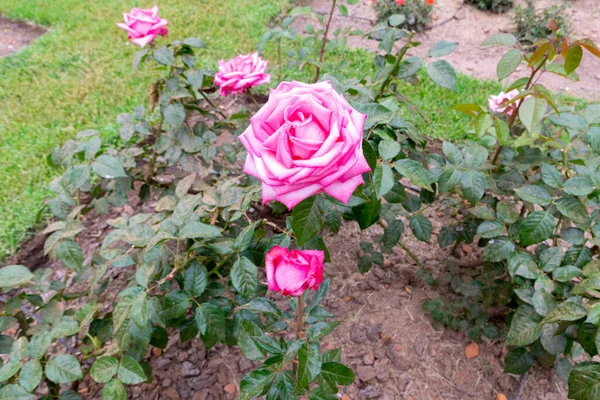 公园里美丽的粉红玫瑰的精选镜头 — 图库照片