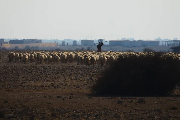 Desert Katar Listopada 2020 Pasterz Kataru Swymi Owcami Pustyni Północnym — Zdjęcie stockowe