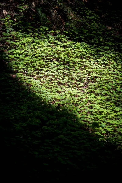 一种生长在森林中的植物的垂直截图 — 图库照片