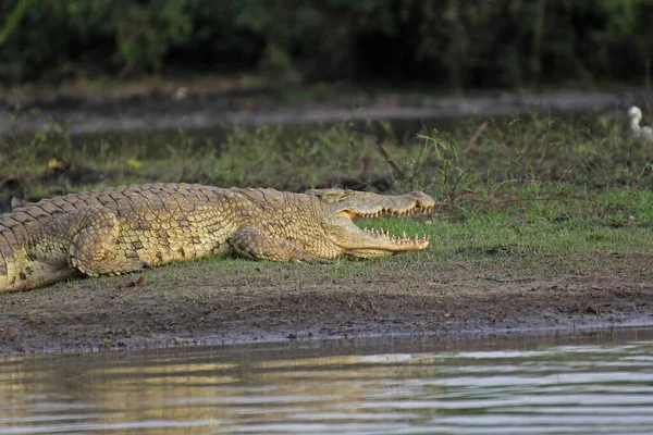 Uma Foto Perfil Crocodilo Zangado Selous Game Reserve Fauna Tanzânia — Fotografia de Stock
