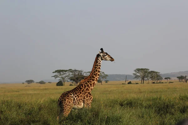 Крупный План Жирафа Живописной Саванне Национальный Парк Серенгети Танзания — стоковое фото