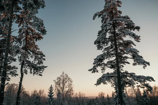 在平静的蓝天和月亮的映衬下 森林里一片白雪覆盖的小树林 — 图库照片