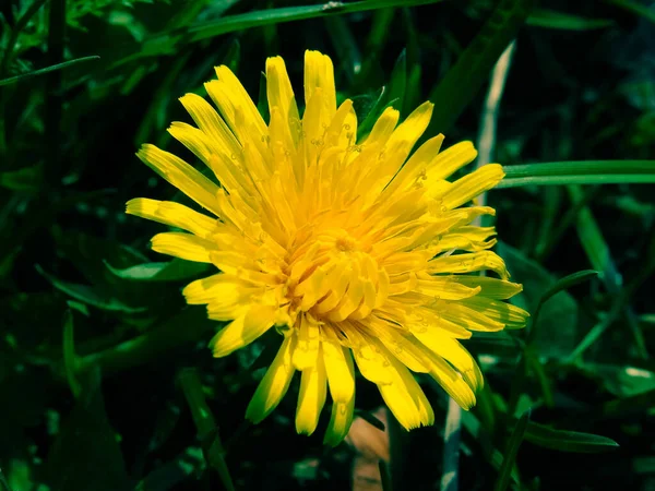 Tiro Seletivo Foco Dente Leão Amarelo Jardim — Fotografia de Stock