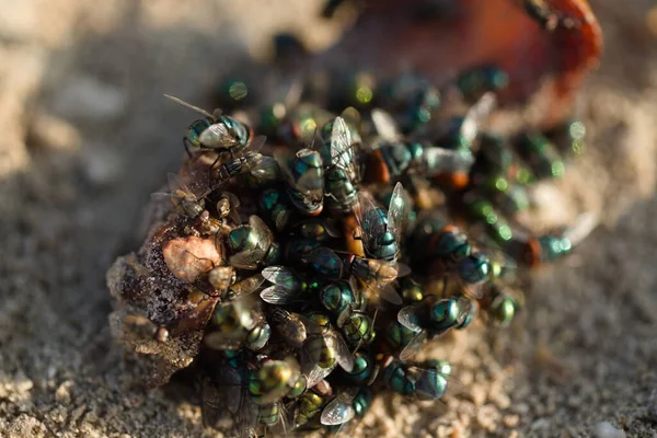Group Flies Eating Discarded Fruit Qatar Desert — Stock Photo, Image