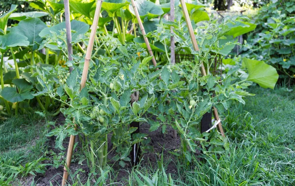 Aanplant Biologische Tomatenboomgaard Van Familie — Stockfoto