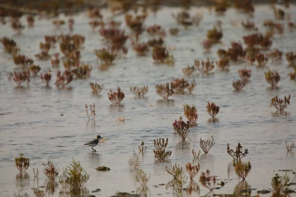 Flachbild Aufnahme Eines Stint Vogels Mangroven Katar — Stockfoto