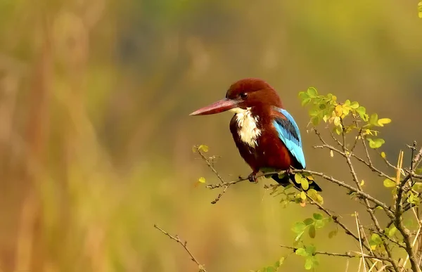 Gros Plan Oiseau Martin Pêcheur Perché Sur Des Buissons — Photo