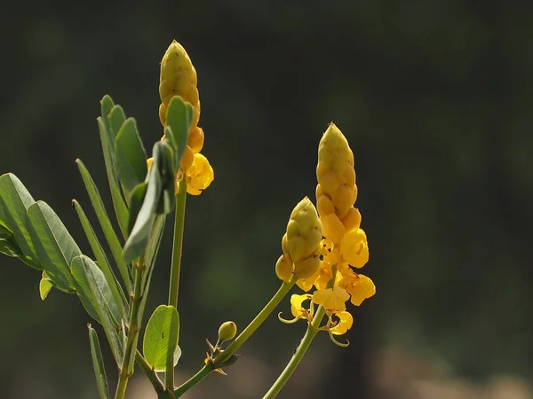 Primer Plano Una Vela Flores Amarillas Arbustos — Foto de Stock