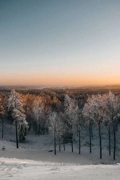 Tiro Vertical Árvores Cobertas Neve Floresta Pôr Sol — Fotografia de Stock