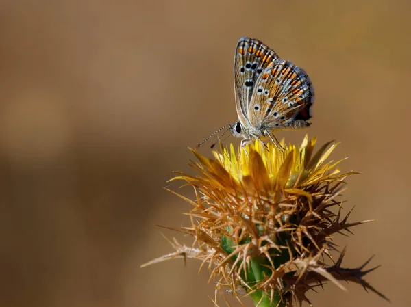 Une Macro Photo Papillon Brun Orange Atterri Sur Les Pétales — Photo