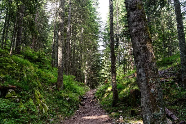 森の中をハイキングするための道の魅惑的なショット — ストック写真
