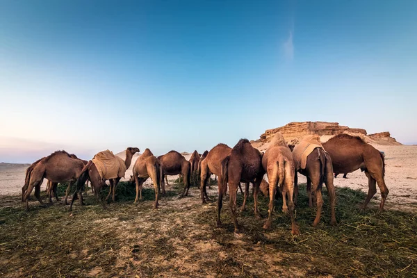 Paesaggio Con Gruppo Cammelli Nel Deserto Sarar Arabia Saudita — Foto Stock