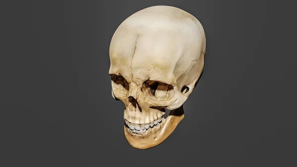 Rendering Model Human Skull Grey Background — Stock Photo, Image