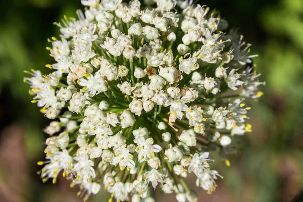 Detail Pohled Květ Bílé Cibule Zeleninové Zahradě — Stock fotografie