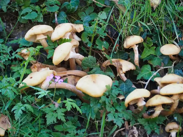 High Angle Shot Some Fresh Mushrooms — 图库照片