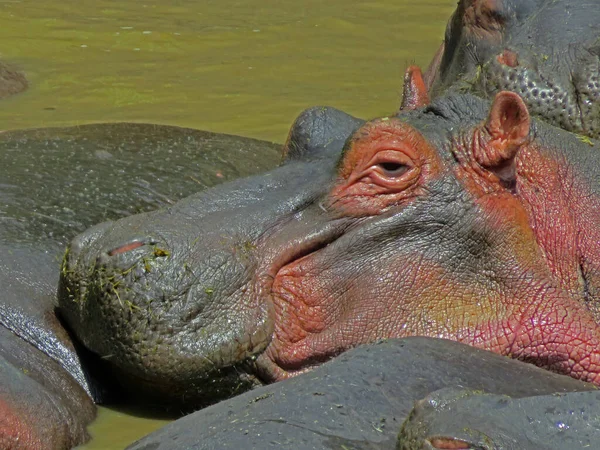 Une Photo Profil Hippopotame Reposant Dans Eau Faune Parc National — Photo