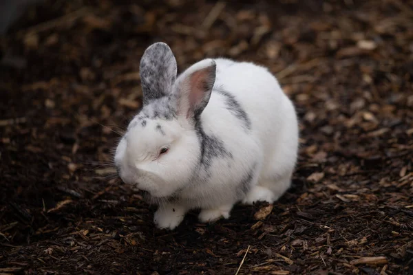 Избирательный Фокус Снимка Очаровательного Белого Кролика Земле Коры Мульчи — стоковое фото
