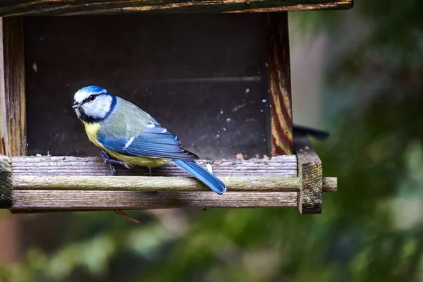 Beautiful Shot Blue Bright Tit Bird Perching Wooden Bird — ストック写真