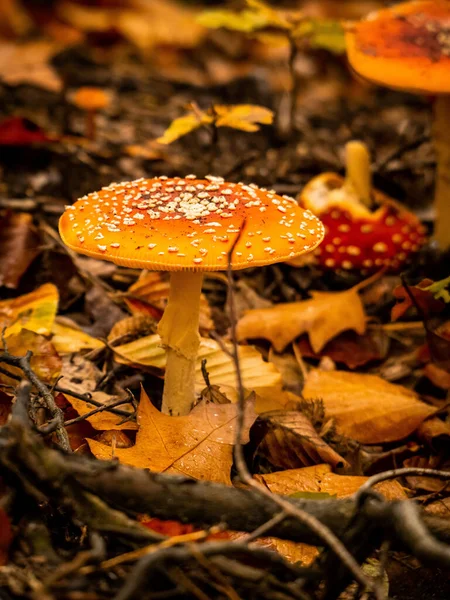 Tiro Vertical Crescentes Cogumelos Fly Agaric Floresta — Fotografia de Stock