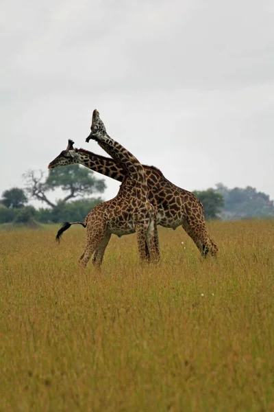 Вертикальный Снимок Двух Боевых Жирафов Национальном Парке Серенгети Танзания — стоковое фото