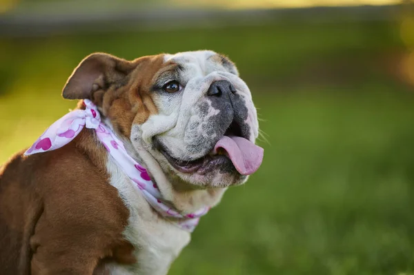 Egy Imádnivaló Angol Bulldog Portréja Amin Szívecskés Sál Van — Stock Fotó