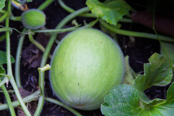 Plantering Gröna Meloner Den Ekologiska Trädgården — Stockfoto