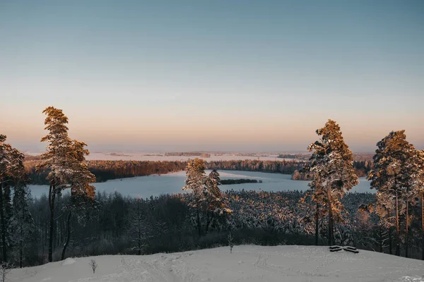 Uma Bela Paisagem Com Árvores Cobertas Neve Uma Floresta — Fotografia de Stock