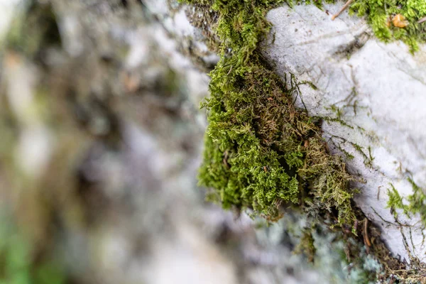 岩の上で成長する苔の選択的焦点ショット — ストック写真