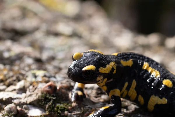 Selective Focus Shot Fire Salamander Rock — Stock Photo, Image