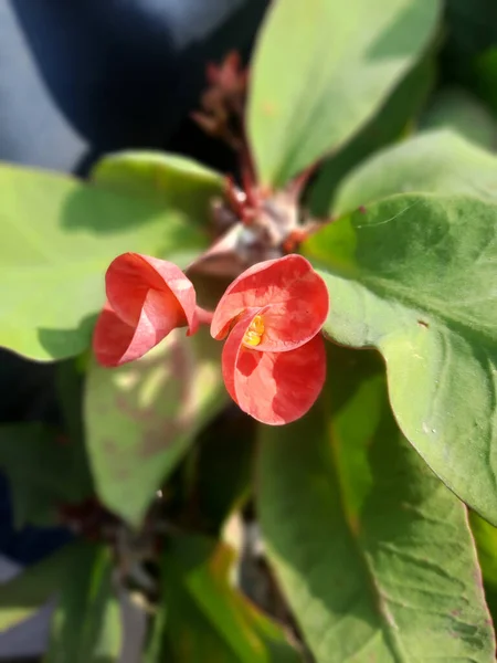 Bulanık Arkaplanda Güzel Bir Euphorbia Milii Çiçeğinin Dikey Çekimi Dikenli — Stok fotoğraf