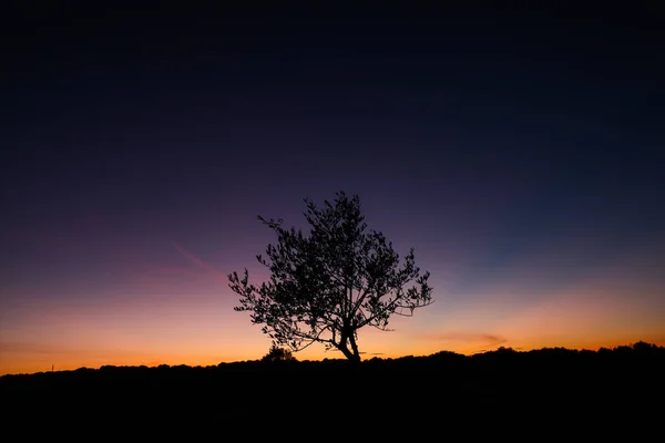 Close Uma Árvore Solitária Durante Pôr Sol Sob Noite Escura — Fotografia de Stock