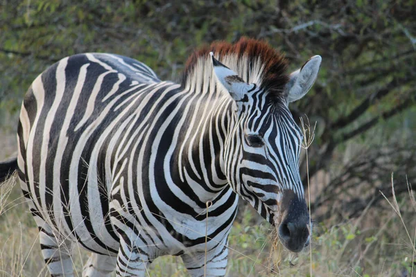 Tiro Foco Seletivo Uma Zebra Campo — Fotografia de Stock