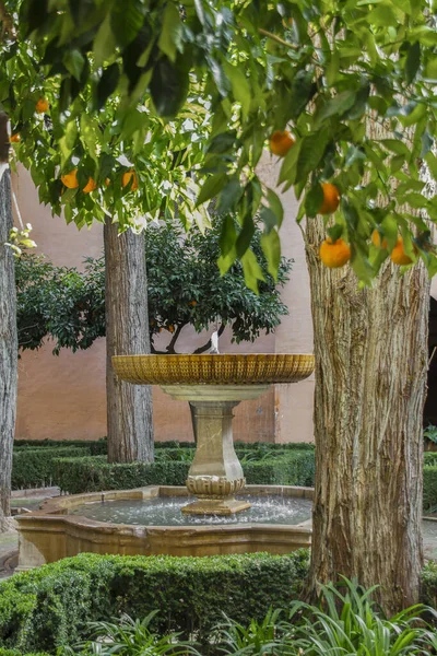 Granada Spain Jan 2014 Daraxa Garden Garden Orange Trees Garden — Stock Photo, Image