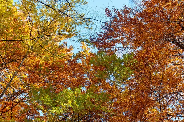 Close Das Folhas Coloridas Árvore Durante Temporada Outono — Fotografia de Stock
