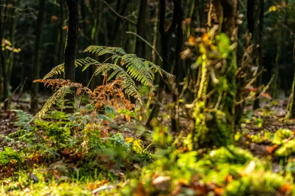 Nízký Úhel Podzimní Scéna Atmosférickými Detaily Přírody — Stock fotografie