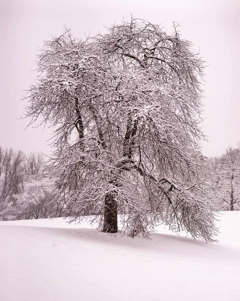 Vertikal Bild Vackra Träd Täckta Med Snö Skogen — Stockfoto