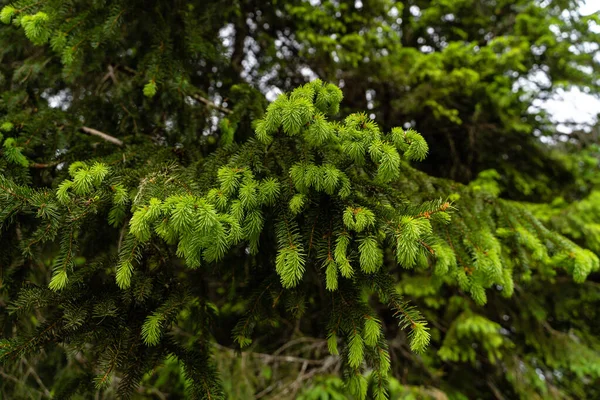 Selective Focus Shot Evergreen Tree Forest — Stock Photo, Image
