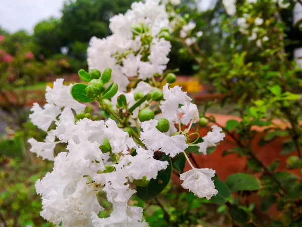 Detailní Záběr Rozkvetlých Bílých Květin Zeleni — Stock fotografie