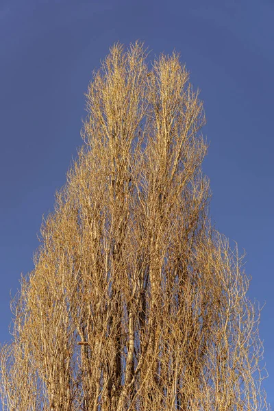 Uma Visão Baixo Ângulo Dos Ramos Secos Árvore Durante Temporada — Fotografia de Stock