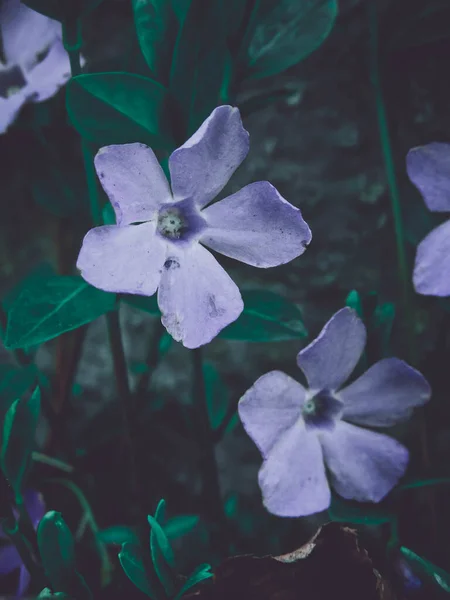 Enfoque Selectivo Hermosas Flores Periwinkle Jardín —  Fotos de Stock
