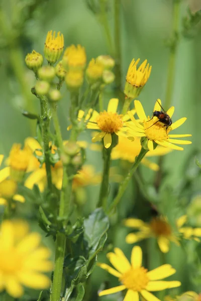 Vertical Shot Wasp Yellow Flower Blurred Background Field — Stock Photo, Image