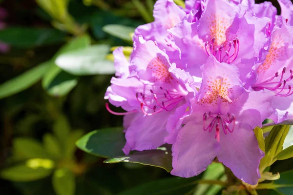 Ein Selektiver Schwerpunkt Zarter Lila Rhododendron Blüten — Stockfoto