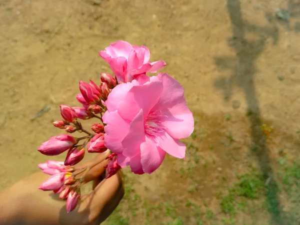 Egy Magas Szögű Felvétel Egy Nőstényről Rózsaszín Virágokkal Kezében — Stock Fotó