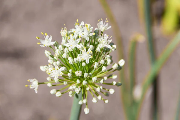 Szczegółowy Widok Biały Kwiat Cebuli Ogrodzie Warzywnym — Zdjęcie stockowe