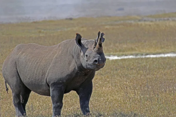 Černý Nosorožec Nebo Nosorožec Hákovitými Rty Táboře Kráteru Ngorongoro Tanzanii — Stock fotografie