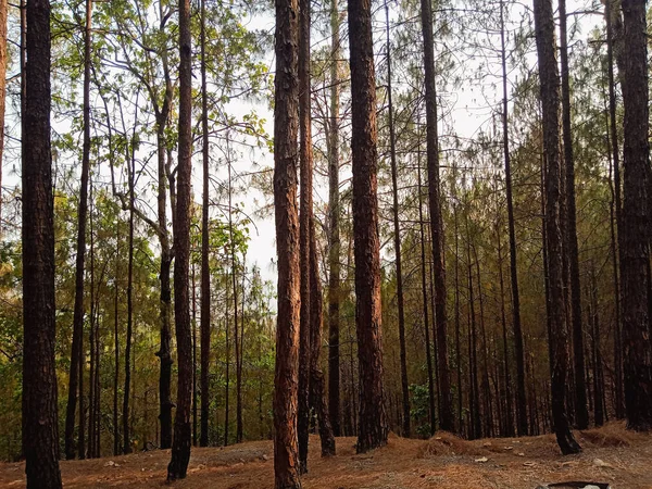 Sebuah Foto Close Pohon Tinggi Tumbuh Hutan Bawah Sinar Matahari — Stok Foto