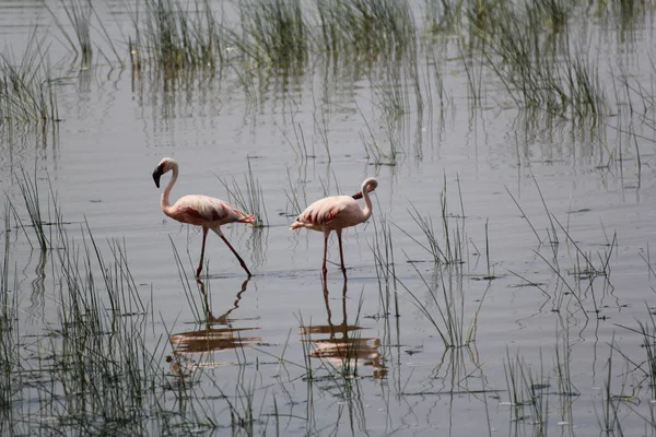 Gros Plan Deux Flamants Roses Mignons Dans Lac Faune Tanzanie — Photo